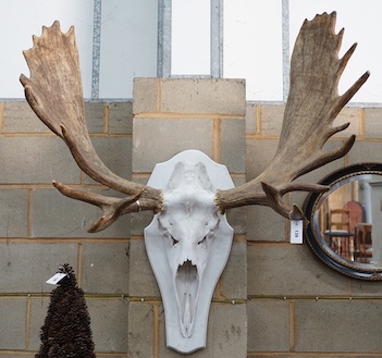 A large moose antler and skull wall trophy on painted wood backplate, width 110cm, height 120cm